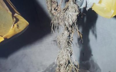 KAZNENO DJELO NEOVLAŠTENA PROIZVODNJA I STAVLJANJE U PROMET OPOJNIH DROGA U LJUBUŠKOM