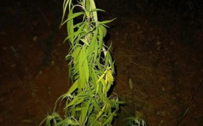 NEOVLAŠTENA PROIZVODNJA I STAVLJANJE U PROMET OPOJNIH DROGA