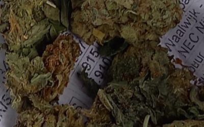 U PRETRESU KUĆE NA BILIMA PRONAĐENA OPOJNA DROGA MARIHUANA