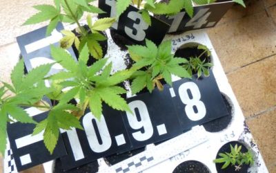 NEOVLAŠTENA PROIZVODNJA I STAVLJANJE U PROMET OPOJNH DROGA