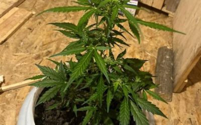 NEOVLAŠTENA PROIZVODNJA I STAVLJANJE U PROMET OPOJNIH DROGA U POSUŠJU